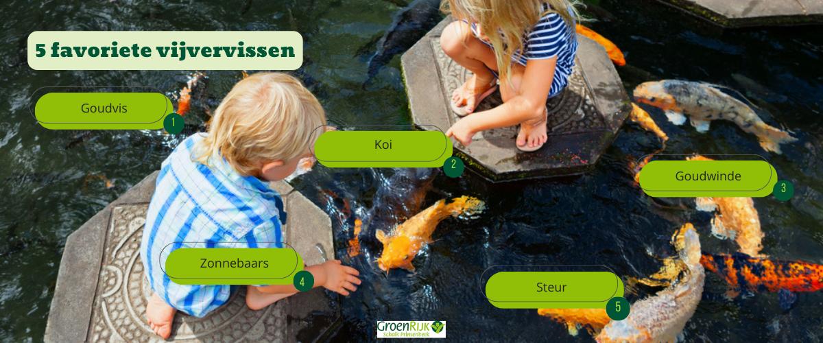 5 favoriete vijvervissen - GroenRijk Schalk Prinsenbeek 5 favoriete vijvervissen - GroenRijk Schalk Prinsenbeek