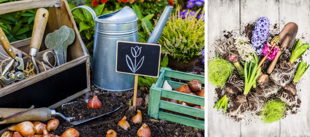 GroenRijk Prinsenbeek | Bloembollen op pot GroenRijk Prinsenbeek | Bloembollen op pot