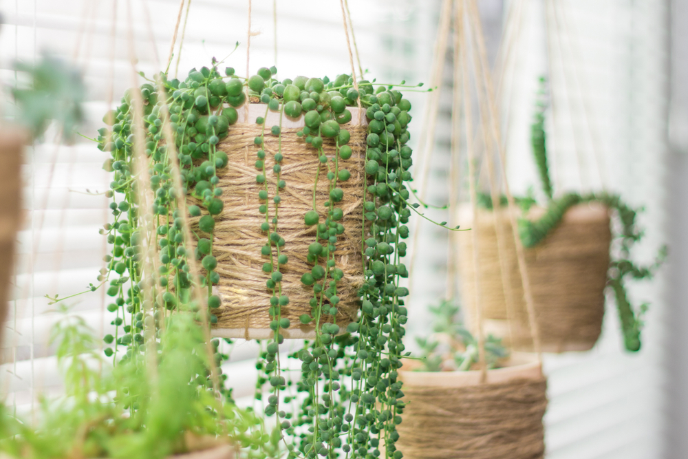 Erwtenplant - Hangplant