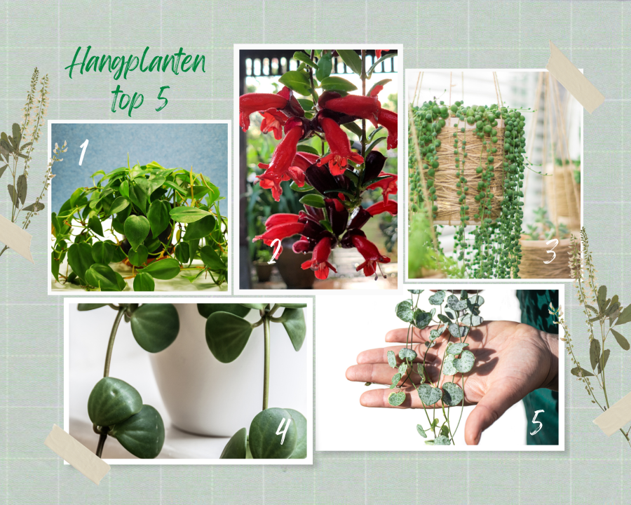 Top 5 hangplanten