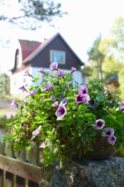 Petunias | eigen kwekerij GroenRijk Prinsenbeek Petunias | eigen kwekerij | tuincentrum Breda | GroenRijk Groenlo
