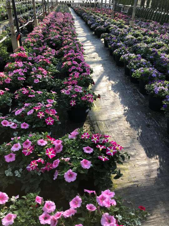GroenRijk Schalk Prinsenbeek | Perkplanten uit eigen kwekerij GroenRijk Schalk Prinsenbeek | Perkplanten uit eigen kwekerij