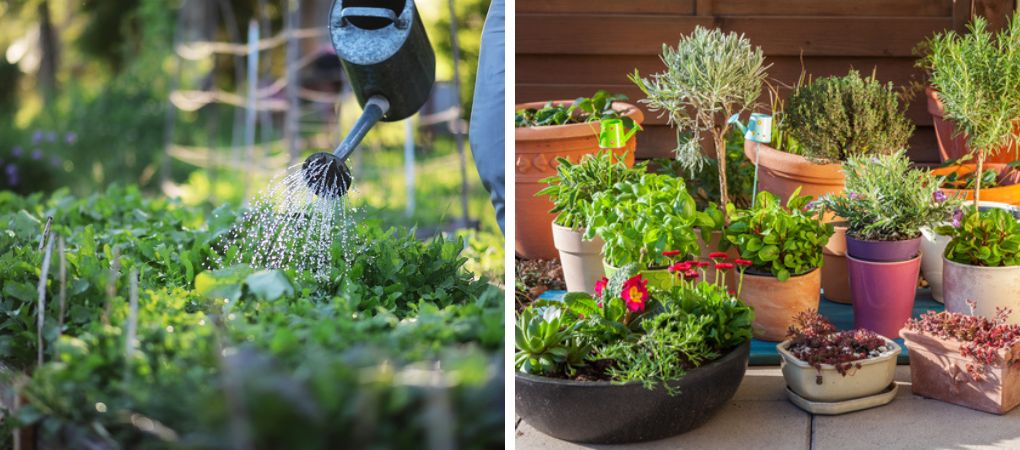 GroenRijk Prinsenbeek | Tips voor een groenere tuin GroenRijk Prinsenbeek | Tips voor een groenere tuin