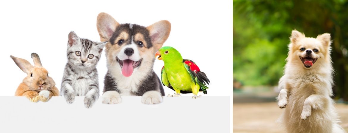 Dierenwinkel bij GroenRijk Schalk Prinsenbeek, nabij Breda Dierenwinkel bij GroenRijk Schalk Prinsenbeek, nabij Breda