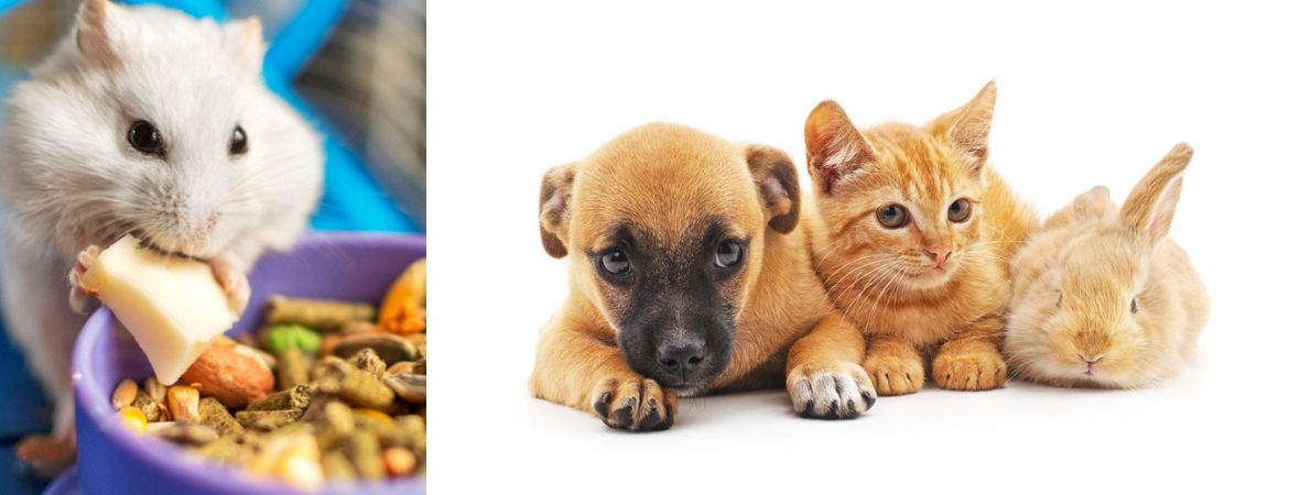 Dierenwinkel bij GroenRijk Schalk Prinsenbeek, nabij Breda Dierenwinkel bij GroenRijk Schalk Prinsenbeek, nabij Breda