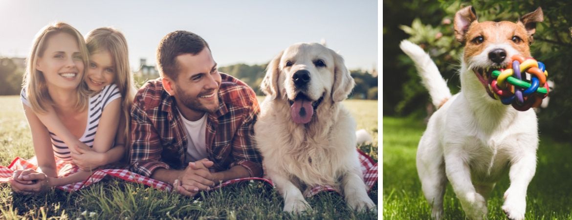 Alles voor uw hond vindt u in de dierenwinkel bij GroenRijk Schalk Prinsenbeek, nabij Breda Alles voor uw hond vindt u in de dierenwinkel bij GroenRijk Schalk Prinsenbeek, nabij Breda