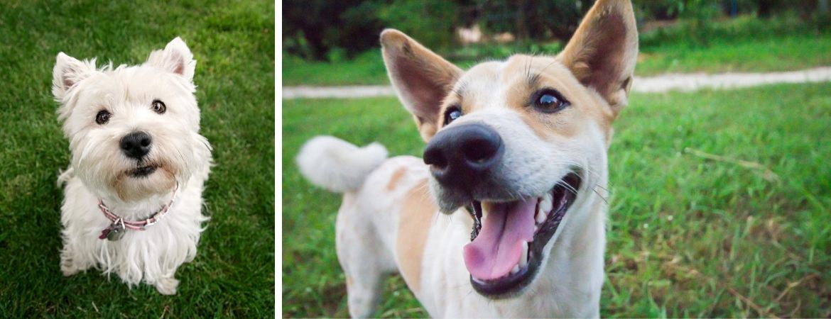 Alles voor uw hond vindt u in de dierenwinkel bij GroenRijk Schalk Prinsenbeek, nabij Breda Alles voor uw hond vindt u in de dierenwinkel bij GroenRijk Schalk Prinsenbeek, nabij Breda