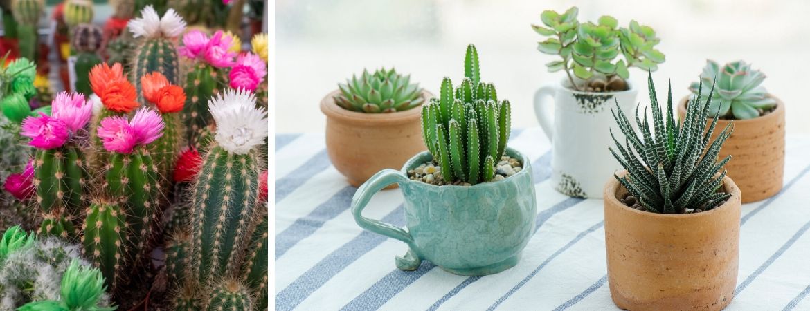 Cactussen en vetplanten | GroenRijk Prinsenbeek, nabij Breda Cactussen en vetplanten | GroenRijk Prinsenbeek, nabij Breda
