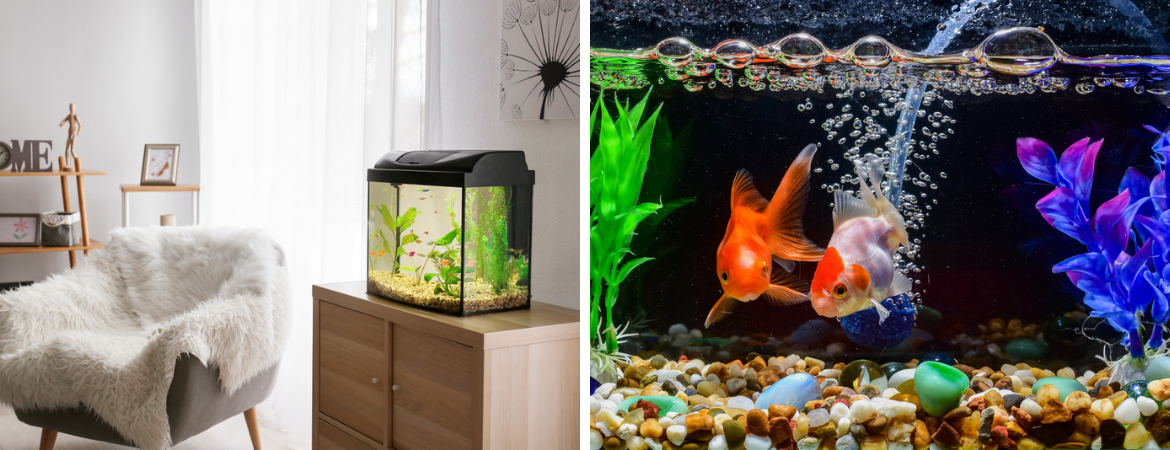 GroenRijk Schalk Prinsenbeek | Aquarium | Aquarium planten GroenRijk Schalk Prinsenbeek | Aquarium | Aquarium planten
