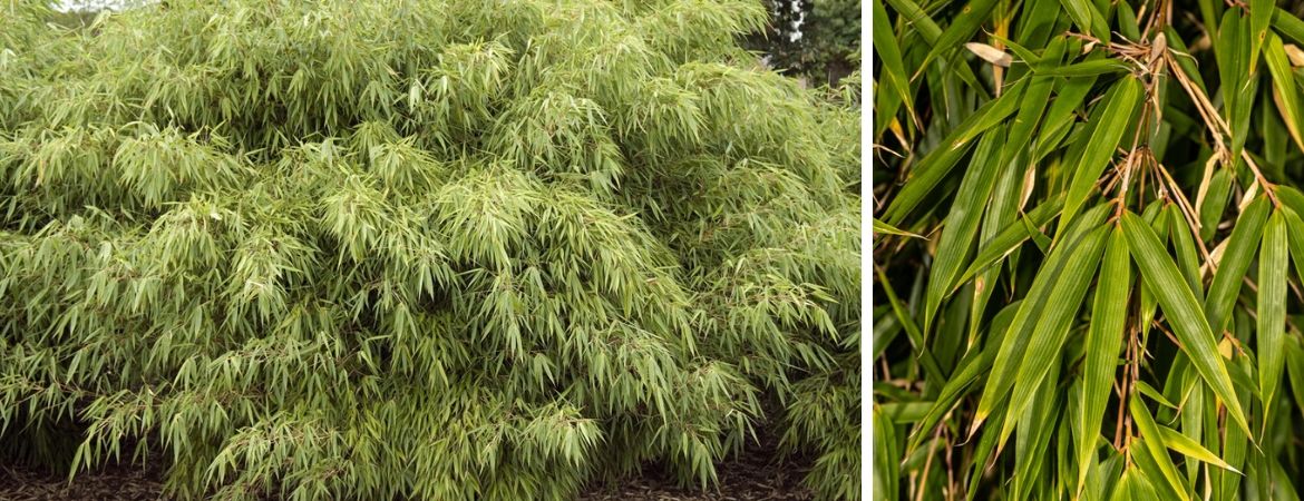Bamboe kopen | Fargesia | GroenRijk Prinsenbeek | Breda Bamboe kopen | Fargesia | GroenRijk Prinsenbeek | Breda