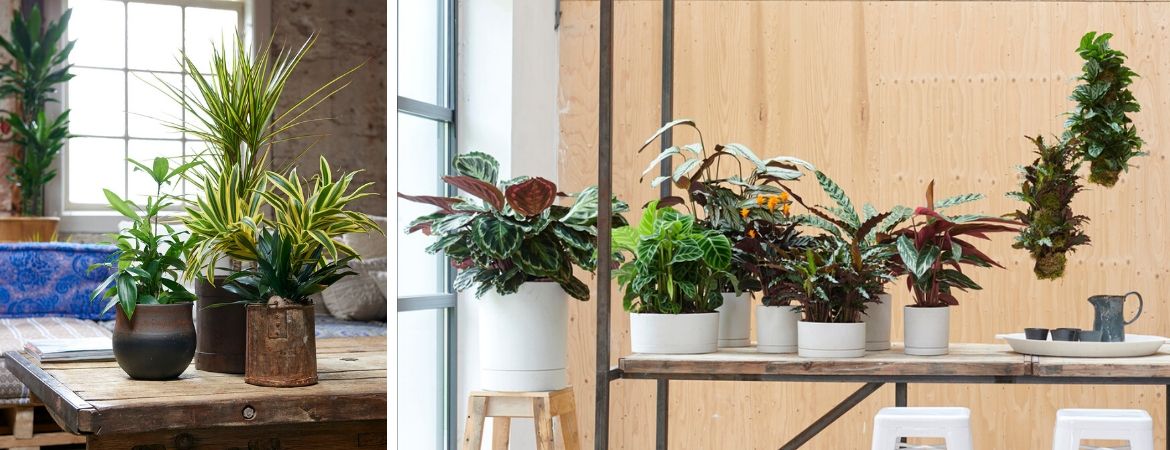 Populaire groene kamerplanten | GroenRijk Schalk Prinsenbeek, nabij Breda Populaire groene kamerplanten | GroenRijk Schalk Prinsenbeek, nabij Breda