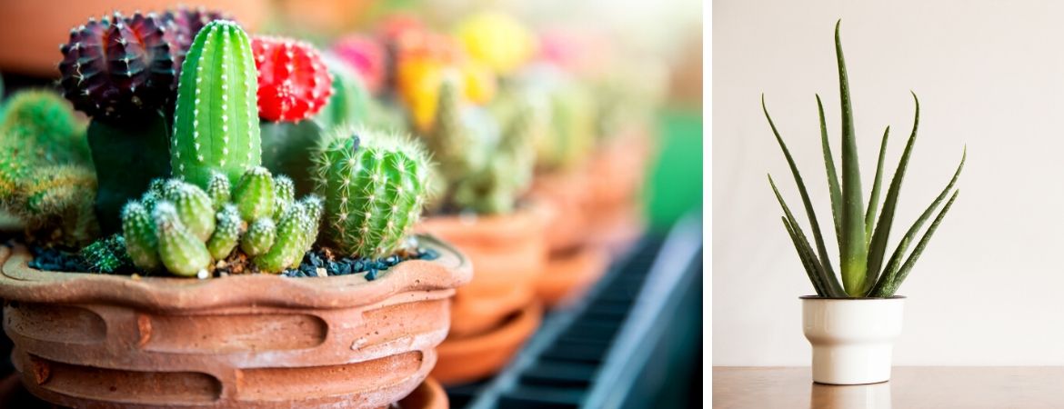 Cactussen en vetplanten | GroenRijk Prinsenbeek, nabij Breda Cactussen en vetplanten | GroenRijk Prinsenbeek, nabij Breda