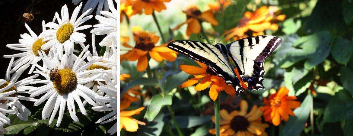 GroenRijk Prinsenbeek | Breda | Vlinders | Insecten | Tuin | Biodiversiteit GroenRijk Prinsenbeek | Breda | Vlinders | Insecten | Tuin | Biodiversiteit