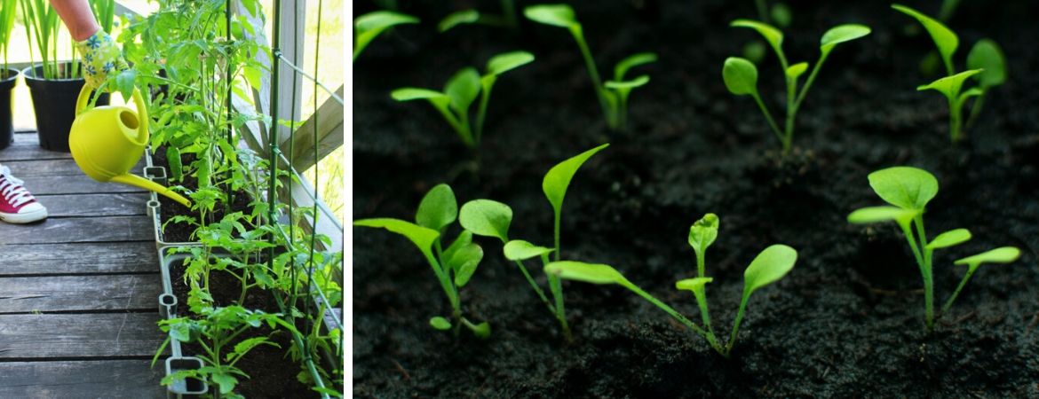 GroenRijk Schalk Prinsenbeek | Breda | Moestuin | Kweken GroenRijk Schalk Prinsenbeek | Breda | Moestuin | Kweken