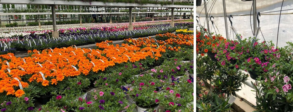 GroenRijk Schalk Prinsenbeek | Breda | Kwekerij | Perkplanten | Kuipplanten GroenRijk Schalk Prinsenbeek | Breda | Kwekerij | Perkplanten | Kuipplanten