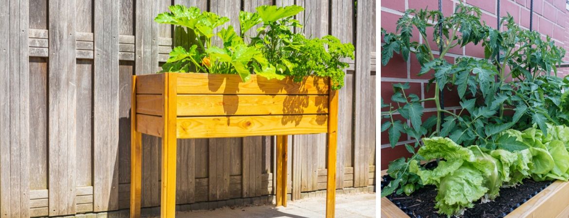 GroenRijk Schalk Prinsenbeek | Breda | Moestuin | Kweken GroenRijk Schalk Prinsenbeek | Breda | Moestuin | Kweken