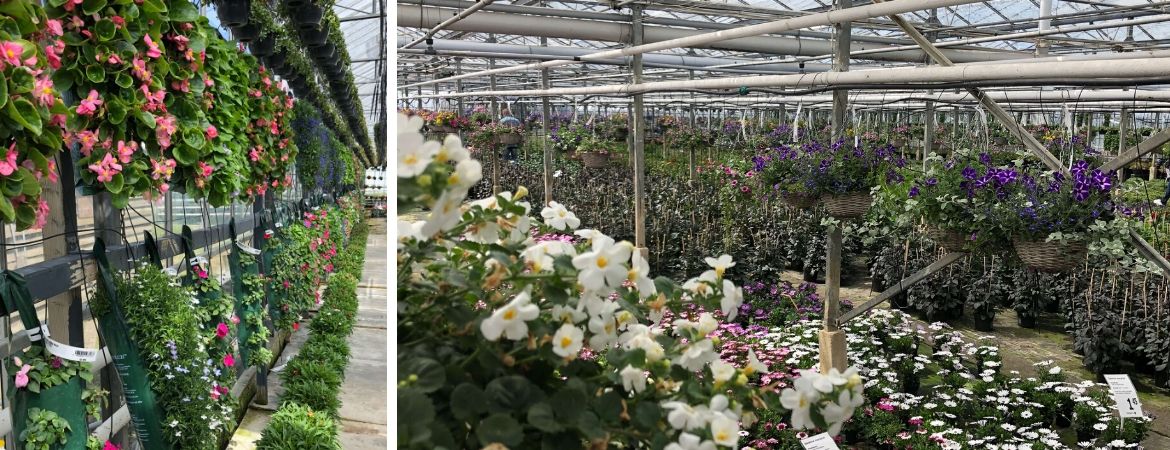 GroenRijk Schalk Prinsenbeek | Breda | Kwekerij | Perkplanten | Kuipplanten GroenRijk Schalk Prinsenbeek | Breda | Kwekerij | Perkplanten | Kuipplanten