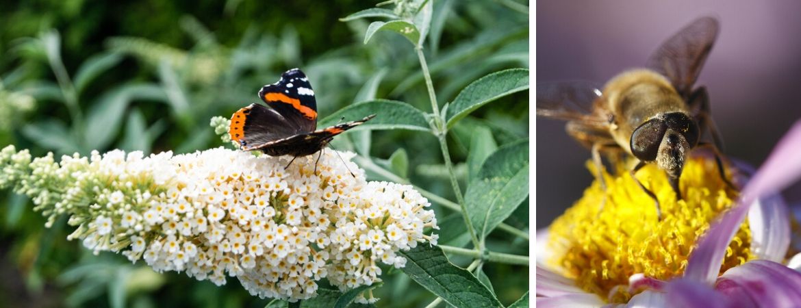 GroenRijk Prinsenbeek | Breda | Vlinders | Insecten | Tuin | Biodiversiteit GroenRijk Prinsenbeek | Breda | Vlinders | Insecten | Tuin | Biodiversiteit