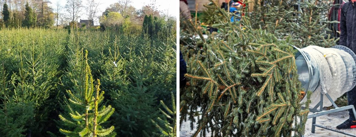 Kerstbomen kopen bij GroenRijk Schalk Prinsenbeek, nabij Breda Kerstbomen kopen bij GroenRijk Schalk Prinsenbeek, nabij Breda