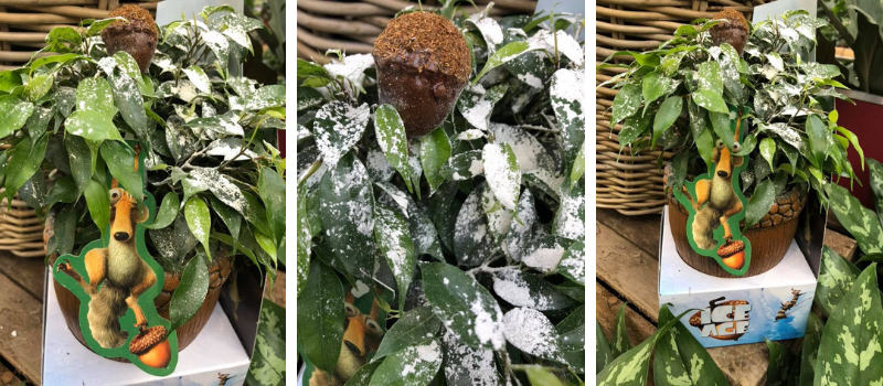 Ice Age kamerplant - GroenRijk Prinsenbeek