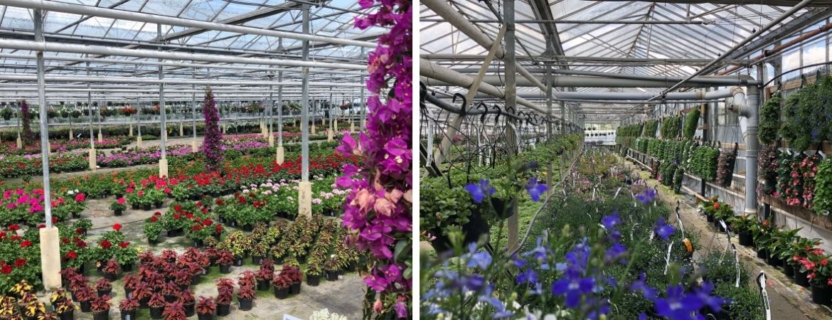 GroenRijk Schalk Prinsenbeek | Perkplanten uit eigen kwekerij GroenRijk Schalk Prinsenbeek | Perkplanten uit eigen kwekerij