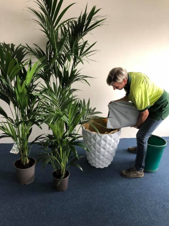 Mooi en groen: kantoorbeplanting