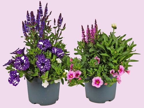 Bloomatch, een complete bloemenmix vol zomergevoel