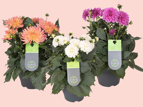 Dahlia XXL: Groots genieten in kleur