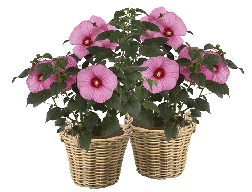Hibiscus Suniq XXL: extreme eyecatcher