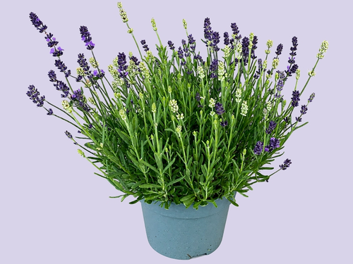 Lavendel, geurige sfeermaker met mediterrane charme