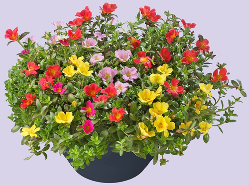 Portulaca – zon, kleur en eindeloze bloei