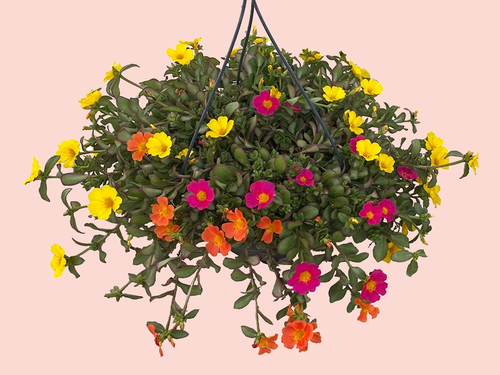 Portulaca: zon, kleur en eindeloze bloei