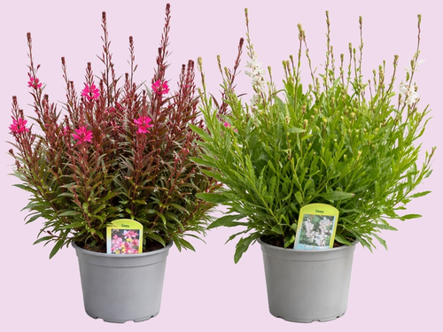Prachtkaars: wervelend vlindereffect in je tuin