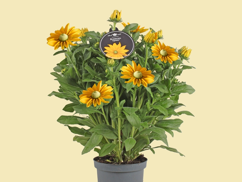 Rudbeckia 'Sunbeckia Ophelia' : vrolijke zonnetjes voor je tuin