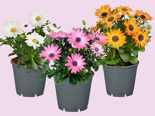Spaanse Margriet – zon in bloei
