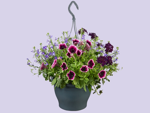 Zomerbloeiers in een hangpot – instant zomersfeer!