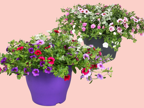 Zomerbloeiers in terraspot
