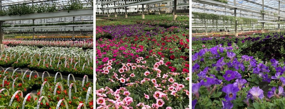 GroenRijk Schalk Prinsenbeek | Perkplanten uit eigen kwekerij GroenRijk Schalk Prinsenbeek | Perkplanten uit eigen kwekerij