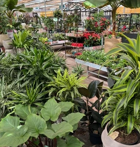 Kijkje in ons tuincentrum