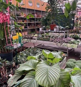 Kijkje in ons tuincentrum