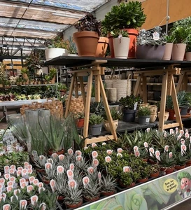 Kijkje in ons tuincentrum