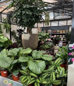 Kijkje in ons tuincentrum