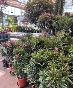 Kijkje in ons tuincentrum