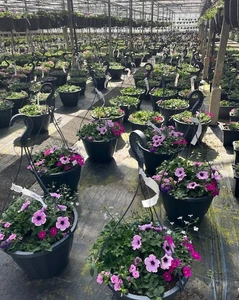 Kijkje in ons tuincentrum