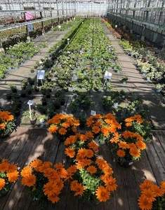 Kijkje in ons tuincentrum