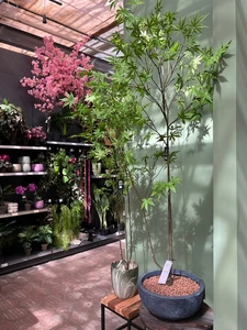 Kijkje in ons tuincentrum