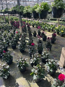Kijkje in ons tuincentrum