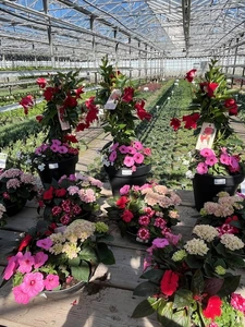 Kijkje in ons tuincentrum