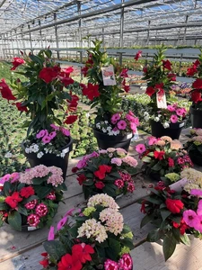 Kijkje in ons tuincentrum