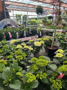 Kijkje in ons tuincentrum
